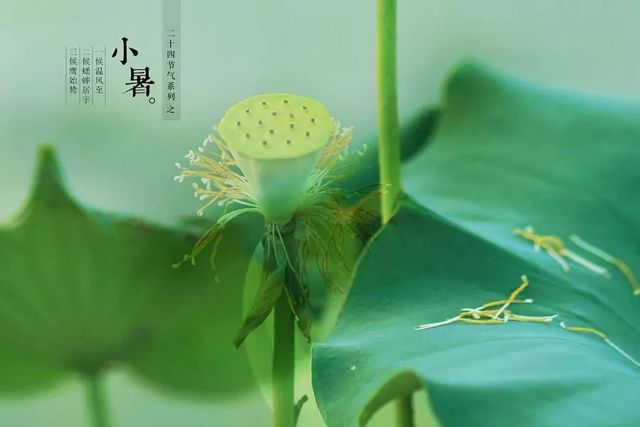 倏忽溫風至，因循小暑來!